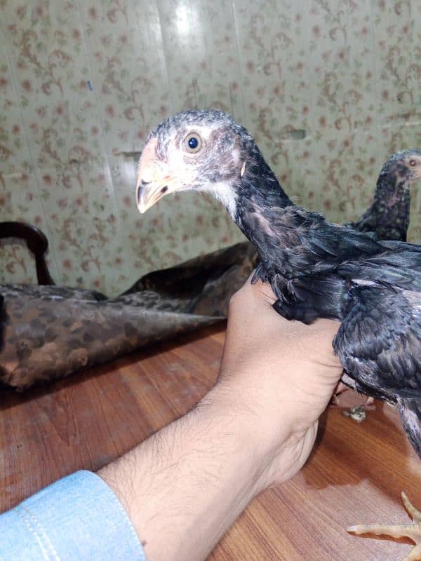 German King Size OShamo Chicks Available 2