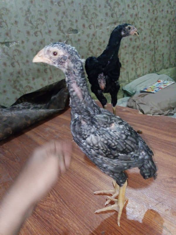 German King Size OShamo Chicks Available 5