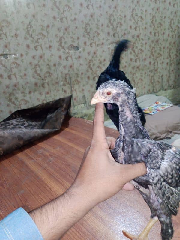 German King Size OShamo Chicks Available 7