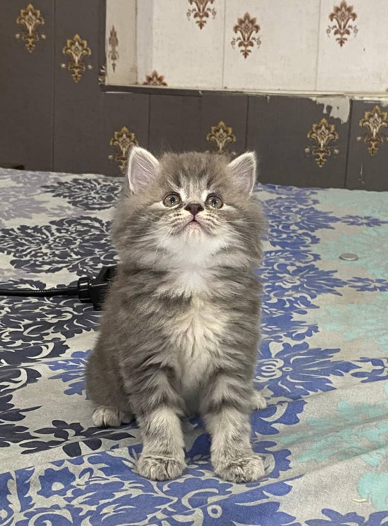 Cash on DeliveryPure persian high quality breed kuttens 8