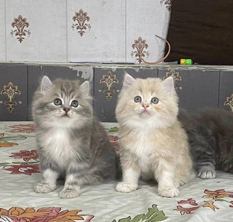 Cash on DeliveryPure persian high quality breed kuttens 9