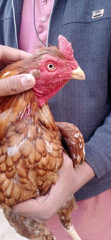 ASEEL murga quality bloodline for sale 2