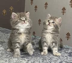 KITTENS