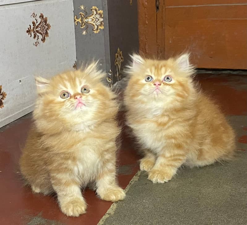 KITTENS HI KITTENS TRIPLE COATED HIGH QUALITY BREEDS HEALTHY COD 0