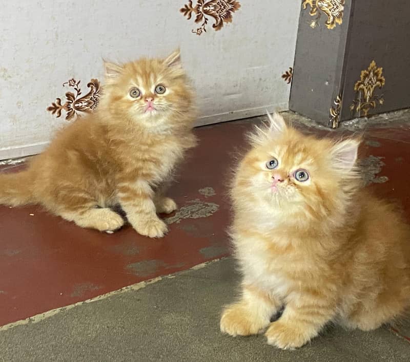 KITTENS HI KITTENS TRIPLE COATED HIGH QUALITY BREEDS HEALTHY COD 2