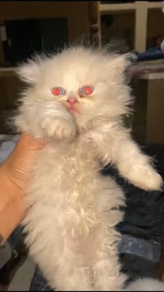 Persian kitten serious buyer contact me 03259450985