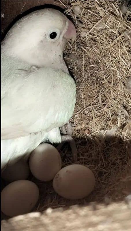 birds albino breeder pair 2