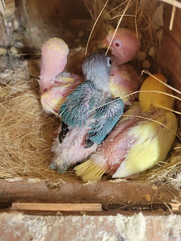 Foster pair with chicks 0