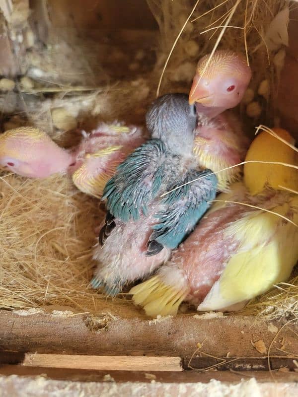 Foster pair with chicks 1