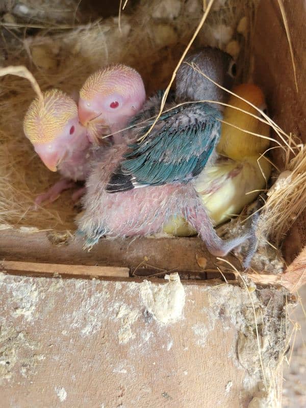 Foster pair with chicks 2