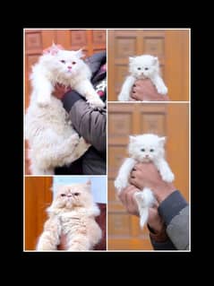 persian punch face cat's kitten's triple coated