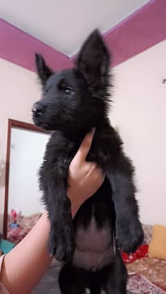 black german Shepherd female puppy