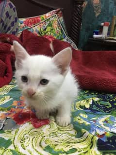 persian single coated kittens