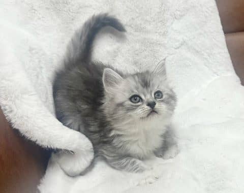 highest quality healthy persian kittens for sale Cash on delivery 0