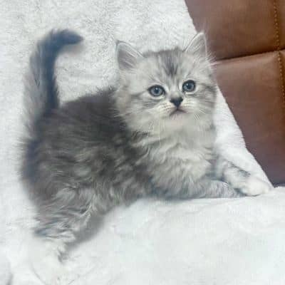 highest quality healthy persian kittens for sale Cash on delivery 1