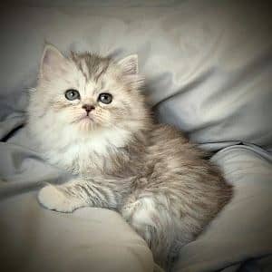 highest quality healthy persian kittens for sale Cash on delivery 2