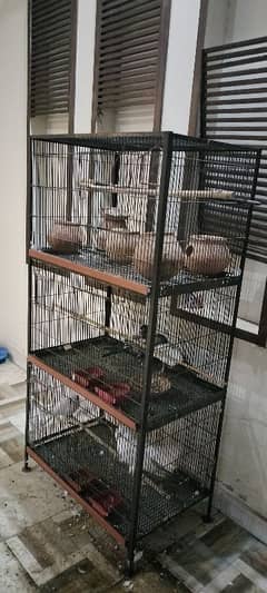 Cage with Pigeons for Sale