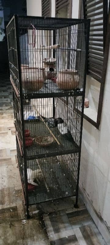 Cage with Pigeons for Sale 1