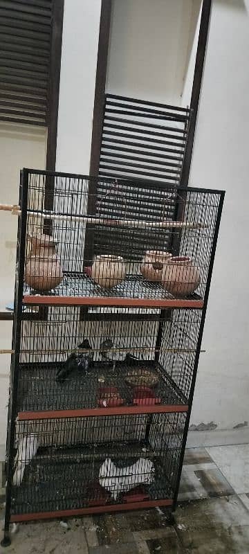 Cage with Pigeons for Sale 2