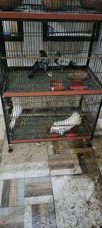 Cage with Pigeons for Sale 3