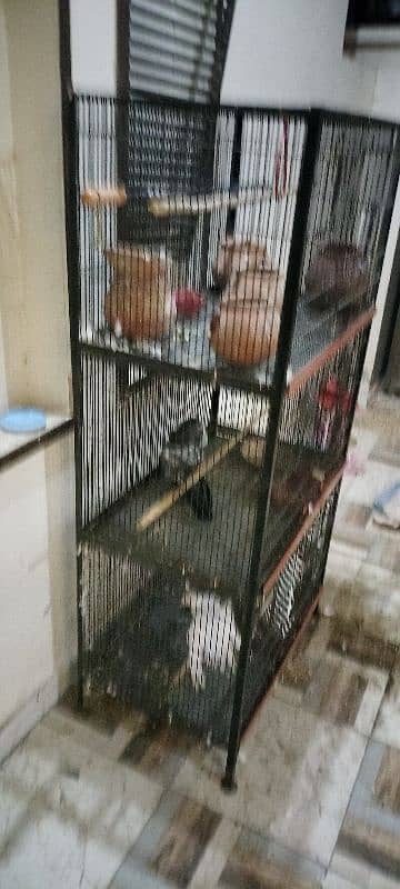 Cage with Pigeons for Sale 4