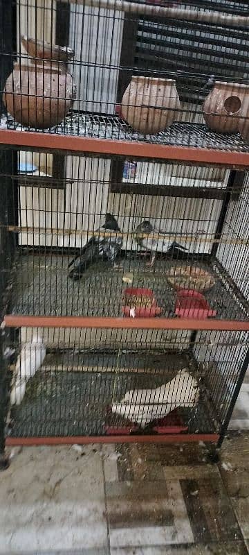 Cage with Pigeons for Sale 5