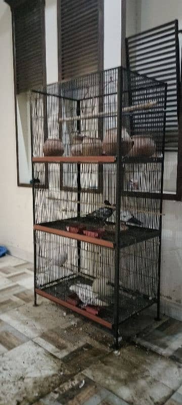 Cage with Pigeons for Sale 6