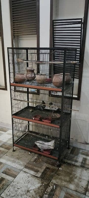 Cage with Pigeons for Sale 7