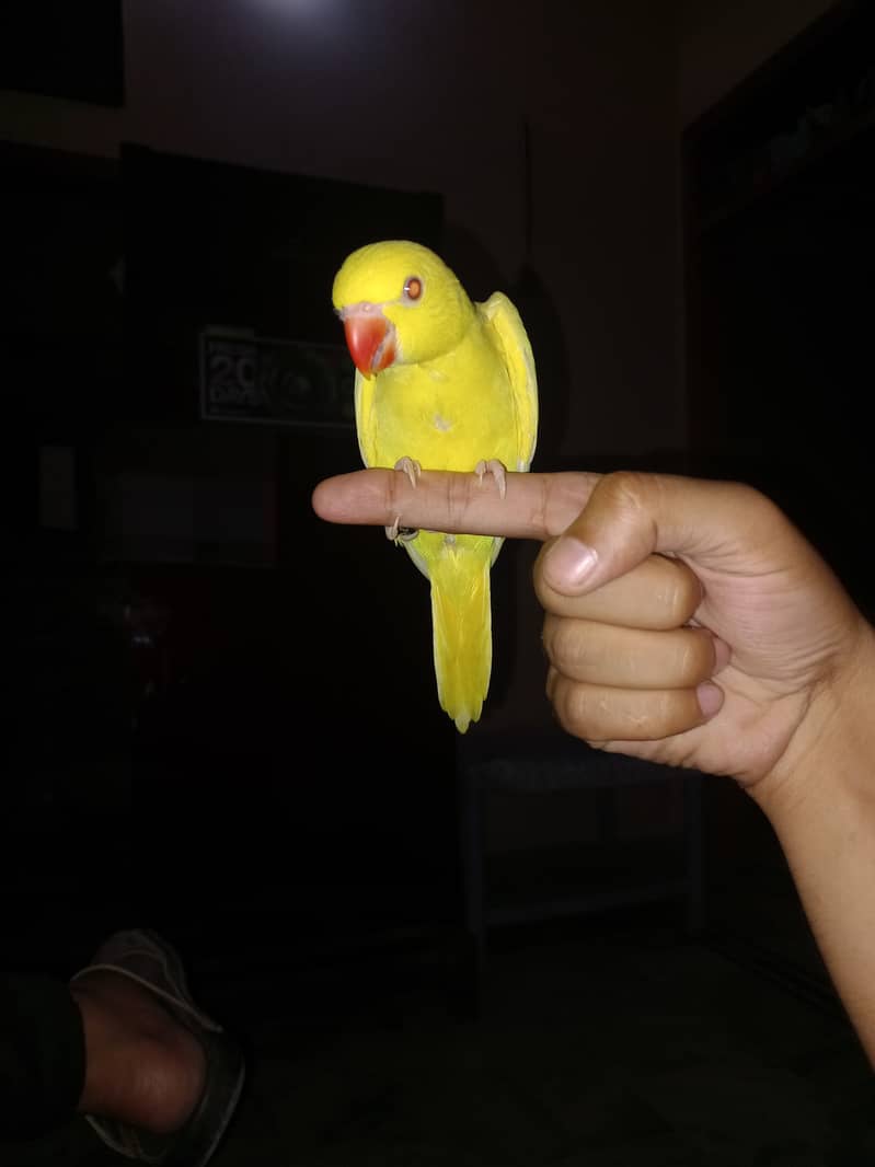 Yellow ringneck chick 0