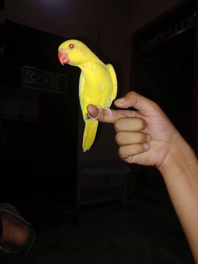 Yellow ringneck chick 2