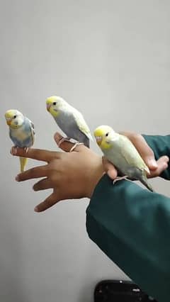 Hand tame Australian parrots