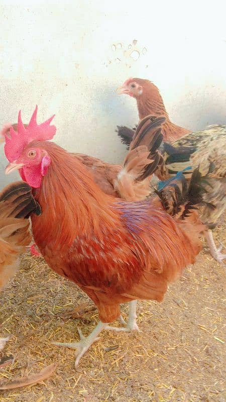 Golden Misri male for sale 03302787965 1