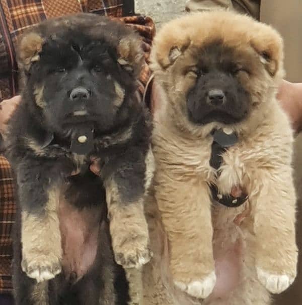 kurdish Kangal dog pair 3 months for sale security dog 0