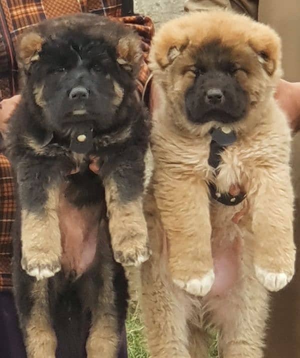 kurdish Kangal dog pair 3 months for sale security dog 1