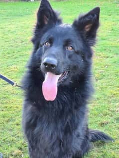 Black belgium shepherd long coat Female