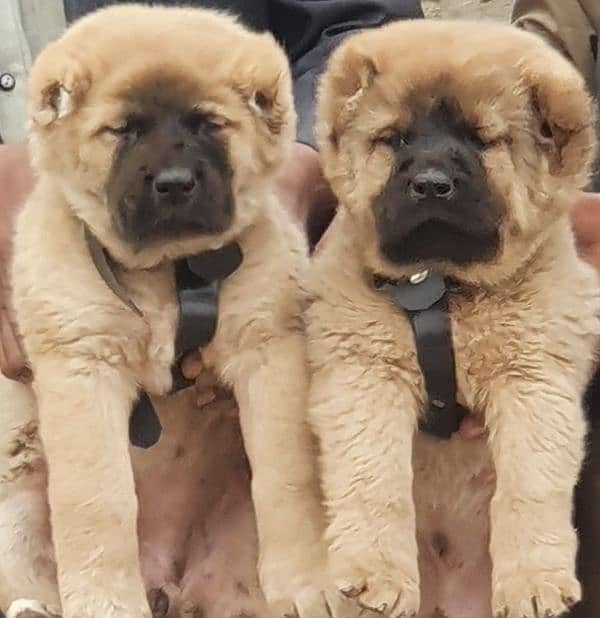 kurdish Kangal dog pair 3 months for sale security dog 0