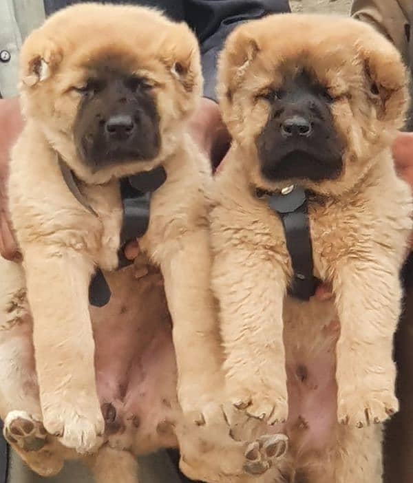 kurdish Kangal dog pair 3 months for sale security dog 1