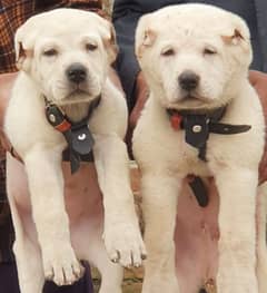 alabai dog pair 3 months for sale security dog