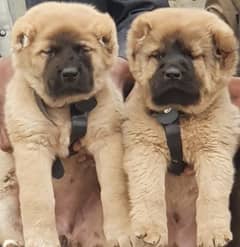 kurdish Kangal dog pair 2 months for sale security dog