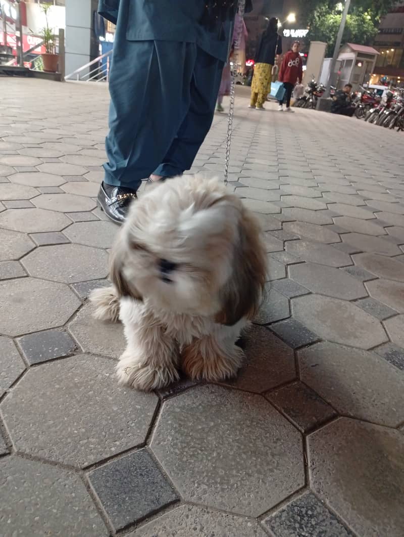 Shith zu dog for sale 2