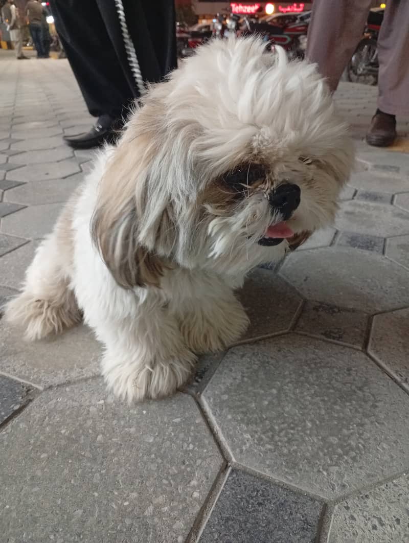 Shith zu dog for sale 4