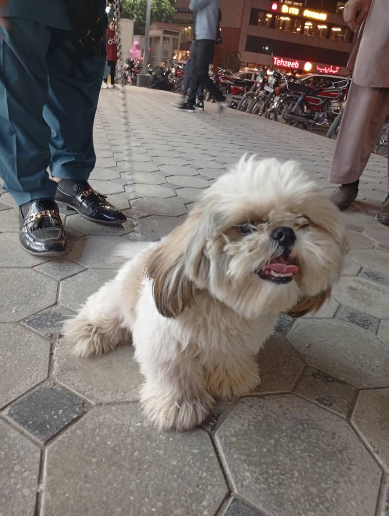 Shith zu dog for sale 5