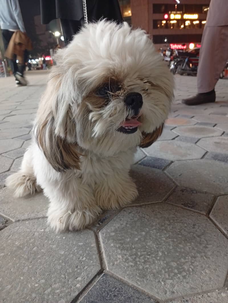 Shith zu dog for sale 6