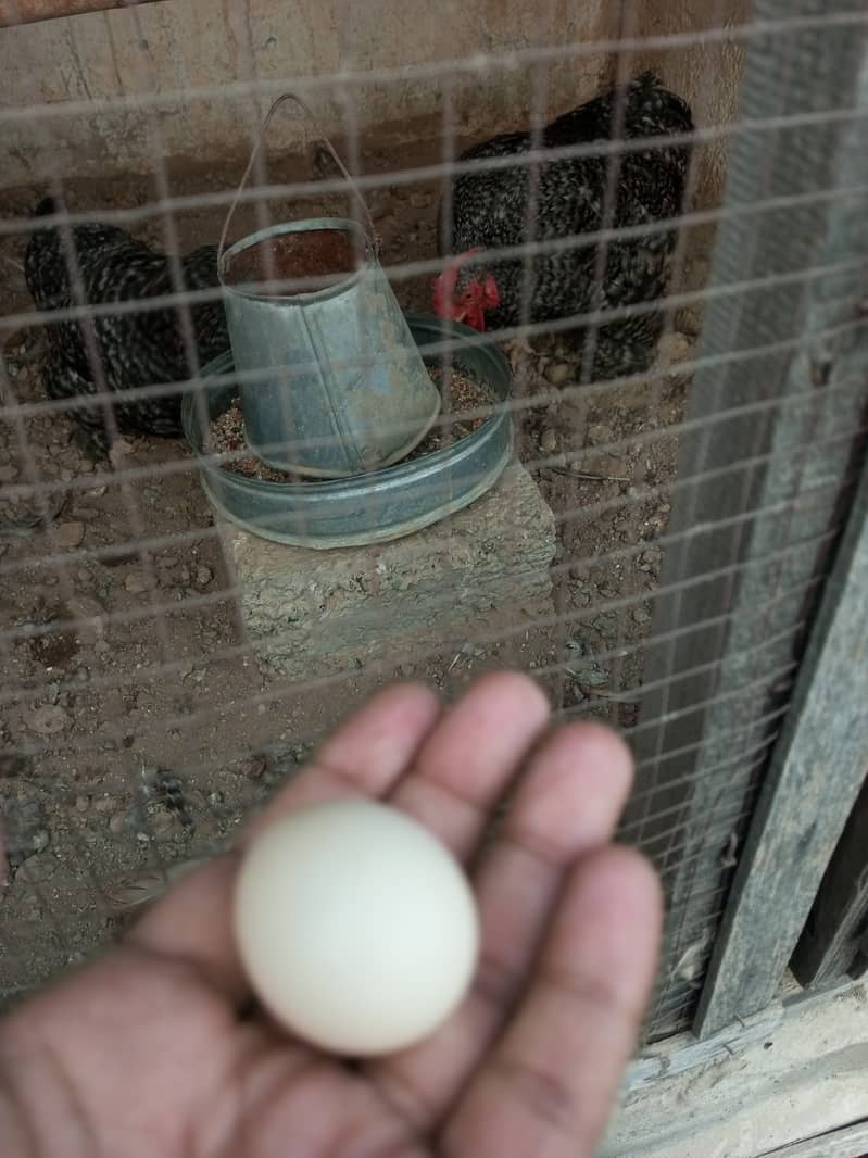 Fertile Egg of Coco Bentum Hen Available 0