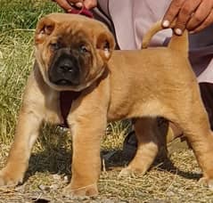 kurdish Kangal dog male 3 months for sale security dog