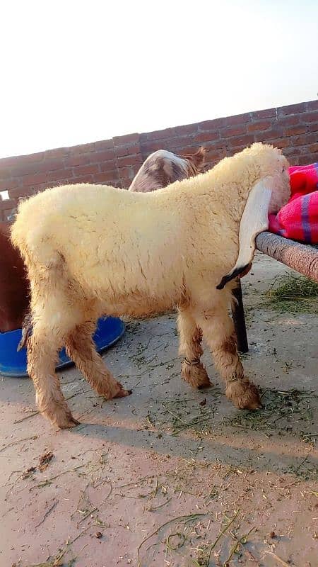 kajli sheep for sale urgently sale | mundra | mundri sheep 0