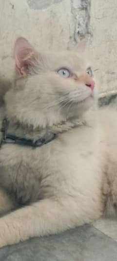 Persian Doll Face Male cat