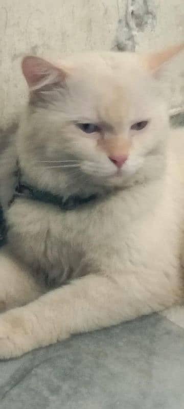 Persian Doll Face Male cat 2