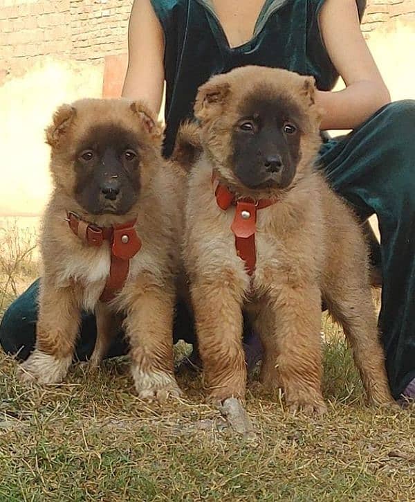 kurdish Kangal dog pair 2 month for sale 0