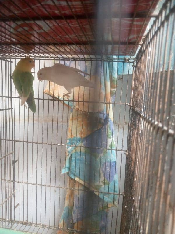 lovebird, creamino,albino red eyes, albino black eyes, 2